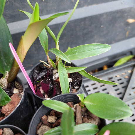 A small potted orchid plant with long green leaves and a dark burgundy-purple flower bud, growing in a black plastic nursery pot filled with bark and perlite. A pink tag is inserted into the soil, and other similar plants are visible in a nursery tray.