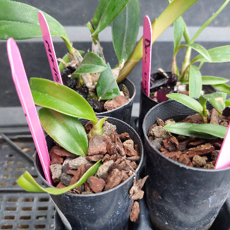 Several small potted orchids in black plastic nursery pots with bark media and bright pink handwritten labels, photographed close up on a shelf.