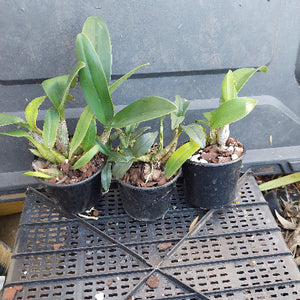 Three small potted orchids in black plastic nursery pots, placed on a black plastic tray outdoors against a dark gray background.