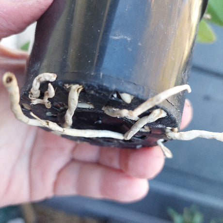A close-up of a hand holding a black plastic nursery pot, showing several white roots growing out of the drainage holes.
