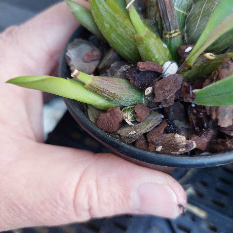 A close-up of a hand holding a small potted green plant with emerging leaves, showing the black nursery pot, bark-based soil mix, and plant against a dark background.