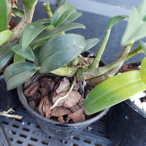 A close-up of a potted Dendrobium orchid plant with green leaves and stems, growing in a black plastic pot filled with brown bark or wood chips, placed on a black plastic tray.