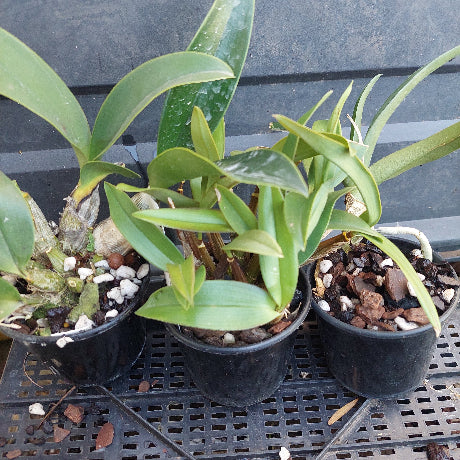 Three potted green orchid plants in black plastic pots with bark and white stones, displayed on a black plastic nursery shelf.