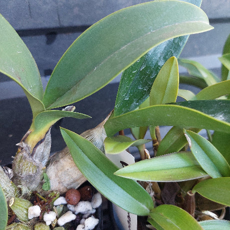 Close-up of a green orchid plant with broad, fleshy leaves growing in a pot filled with small white and brown stones.