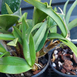 A close-up of a green leafy plant in a black nursery pot filled with bark and small stones, with another pot partially visible at the right edge.
