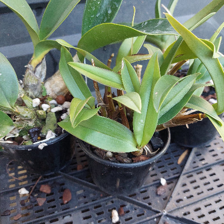 A potted green orchid plant with long narrow leaves in a black nursery pot, photographed on a black plastic tray.