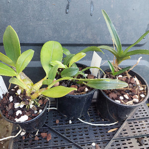 Three small potted orchids in black nursery pots with bark and white perlite, photographed on a black plastic greenhouse shelf.
