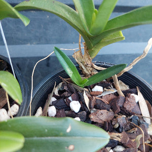 A close-up of a green orchid plant growing in a black plastic pot filled with bark, small white stones, and dried leaf pieces.