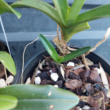 A close-up of a green orchid plant growing in a black plastic pot filled with bark, small white stones, and dried leaf pieces.