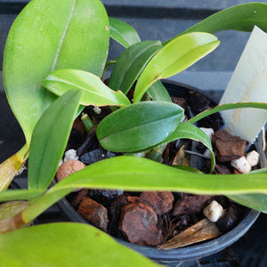 Close-up of a green orchid plant in a black plastic pot filled with bark and small white stones, with a white paper tag partially visible.