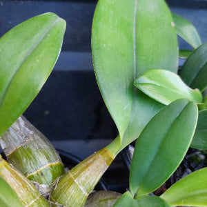 Close-up of a green orchid plant with broad, glossy leaves and a striped green-and-tan pseudobulb, photographed against a dark background.