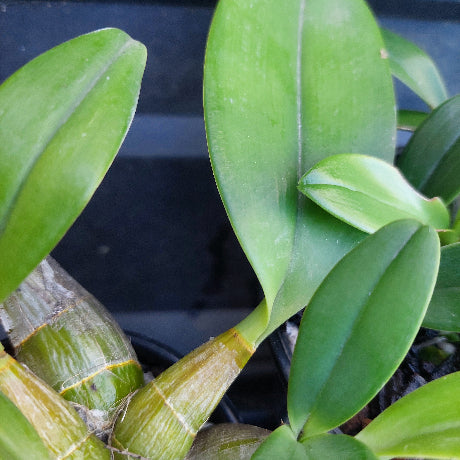 Close-up of a green orchid plant with broad, glossy leaves and a striped green-and-tan pseudobulb, photographed against a dark background.