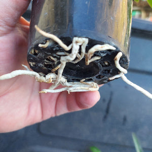 A close-up of a plant's exposed roots and root ball at the bottom of a black plastic nursery pot, held in a person's hand against a dark outdoor background.