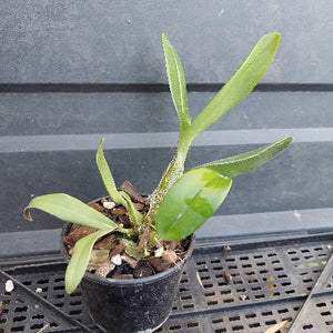 A small potted orchid plant with green leaves in a black plastic nursery pot filled with bark and small white stones, placed on a black metal grid surface against a dark gray wall.