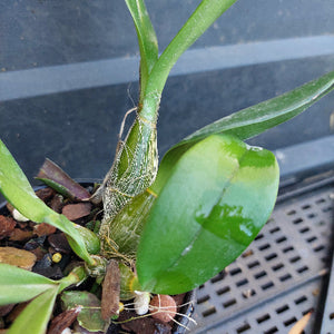 A close-up of a green orchid plant with a large glossy leaf and several long green pseudobulbs, growing in a pot with bark and small stones. A black plastic nursery tray is visible in the background.