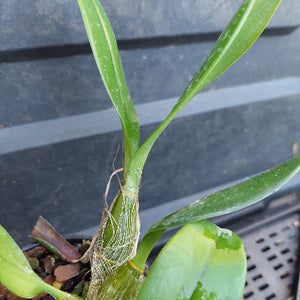Close-up of a green orchid plant with long narrow leaves and a fleshy leaf, growing in a small pot with visible roots against a dark plastic tray background.
