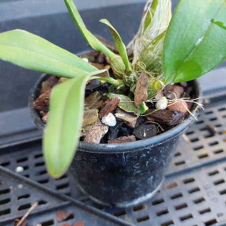 A small green orchid plant in a black plastic nursery pot filled with bark and small white stones, photographed on a black plastic nursery tray.