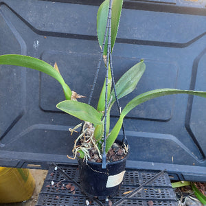 A potted orchid plant with long green leaves and a black plastic pot, photographed from above on a black plastic tray. The orchid is supported by a black wire trellis, and the roots are visible at the base.