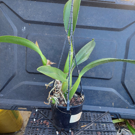 A potted orchid plant with long green leaves and a black plastic pot, photographed from above on a black plastic tray. The orchid is supported by a black wire trellis, and the roots are visible at the base.