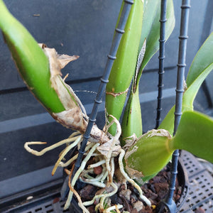 A close-up of a green orchid plant with visible roots and dried leaf bases, growing in a black plastic starter pot with a black wire rack.