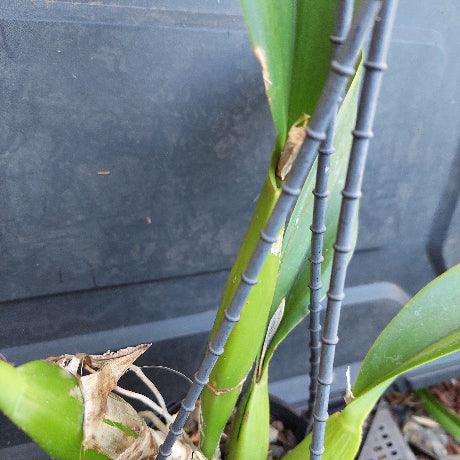 A close-up of a green plant with long, strap-like leaves and segmented dark gray stems, photographed against a dark gray plastic surface.