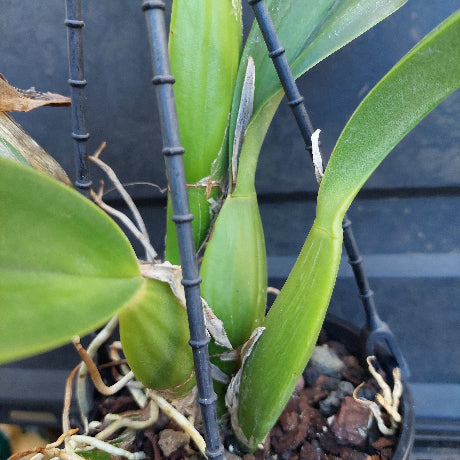 Close-up of a green orchid plant with broad leaves growing in a black plastic starter pot filled with bark and roots, photographed against a dark blue-gray background.