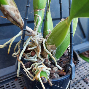 A close-up of a green orchid plant in a black plastic nursery pot with visible roots and bark, photographed against a dark plastic crate background.