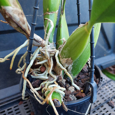A close-up of a green orchid plant in a black plastic nursery pot with visible roots and bark, photographed against a dark plastic crate background.