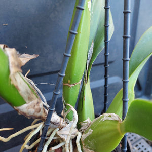Close-up of a green orchid plant with visible roots and dried brown leaf tissue, growing in a black plastic tray with horizontal drainage bars.