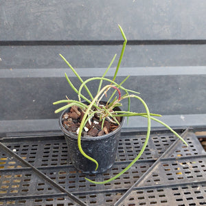 A small potted green plant with long, slender leaves in a black plastic nursery pot, placed on a black metal grid tray against a dark gray paneled background.