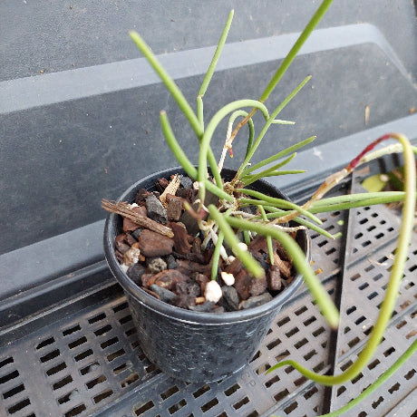 A small potted green plant with long, slender leaves in a black plastic nursery pot filled with bark and small stones, sitting on a black plastic tray.