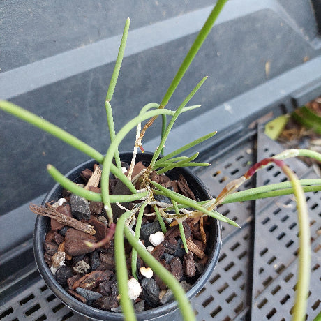A small potted green plant with slender linear stems growing in a black nursery pot filled with bark, wood chips, and small white stones, photographed on a black plastic tray.