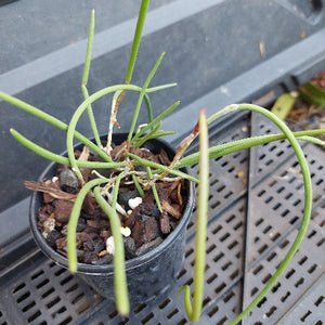 A green, slender-stemmed plant in a small black plastic nursery pot filled with bark and small white stones, photographed on a gray plastic grow tray.