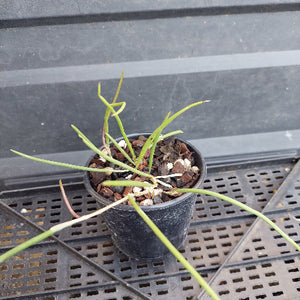 A small potted green plant with long, slender leaves in a black plastic nursery pot filled with bark and small white stones, placed on a black plastic greenhouse tray.
