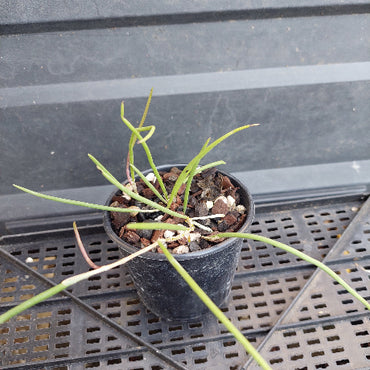 A small potted green plant with long, slender leaves in a black plastic nursery pot filled with bark and small white stones, placed on a black plastic greenhouse tray.