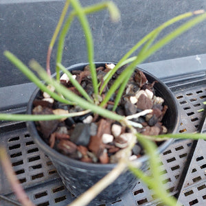 A close-up of a live plant with thin green needle-like leaves growing in a small black plastic nursery pot filled with bark and white pebbles, placed on a black plastic grow tray.