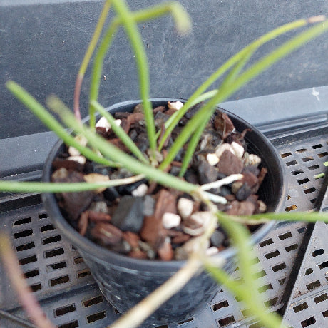 A close-up of a live plant with thin green needle-like leaves growing in a small black plastic nursery pot filled with bark and white pebbles, placed on a black plastic grow tray.
