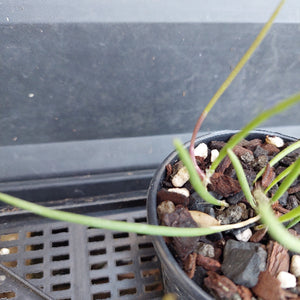 A close-up of a potted green plant with long slender leaves growing in a black plastic nursery pot filled with bark, small stones, and perlite, resting on a black plastic tray.