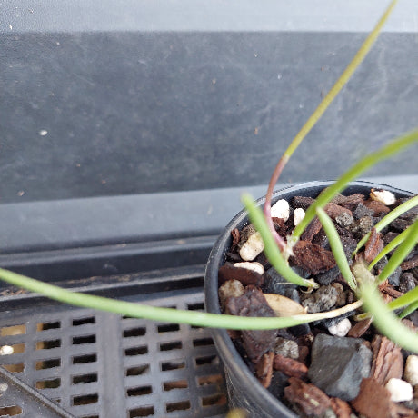 A close-up of a potted green plant with long slender leaves growing in a black plastic nursery pot filled with bark, small stones, and perlite, resting on a black plastic tray.