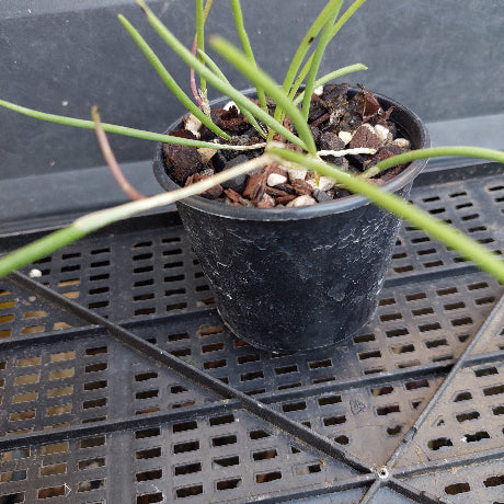 A small potted green plant in a black plastic nursery pot filled with bark and small stones, photographed on a black plastic tray.