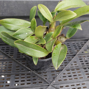 A small potted orchid plant with glossy green leaves in a black plastic nursery pot, placed on a black plastic greenhouse tray.