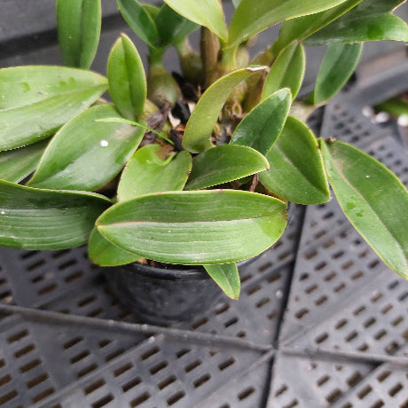 A potted green plant with broad, glossy leaves in a small black nursery pot, photographed on a dark plastic grid tray.