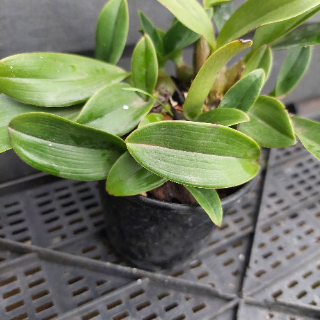 A potted green plant with broad, glossy leaves in a small black nursery pot, photographed on a gray plastic tray.