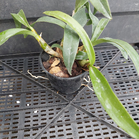 A potted orchid plant with long green leaves in a small black nursery pot, placed on a black plastic grid tray.