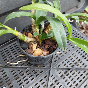 A potted Dendrobium orchid plant with green leaves and a brown pseudobulb, growing in a black plastic pot filled with bark, placed on a black plastic nursery tray.