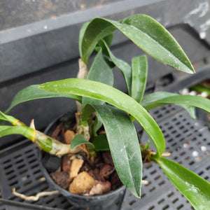 A potted orchid plant with long green leaves growing in a black plastic nursery pot filled with bark, photographed on a black plastic tray.