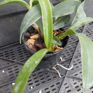 A potted live orchid plant with long green leaves in a black nursery pot filled with bark and wood chips, placed on a black plastic grid tray.