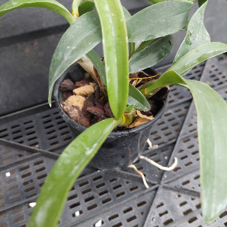 A potted live orchid plant with long green leaves in a black nursery pot filled with bark and wood chips, placed on a black plastic grid tray.