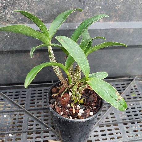 A potted green orchid plant with long, slender leaves growing in a black plastic nursery pot filled with bark and small stones, placed on a black metal grid tray.