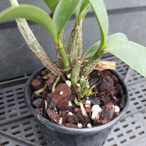A live orchid plant with green leaves and pseudobulbs growing in a black plastic pot filled with bark, white perlite, and small stones, placed on a gray plastic nursery tray.